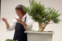 Shaner Boxwood