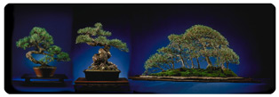 show trees