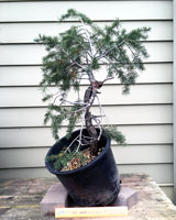 DouglasFir2