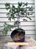 DouglasFir4